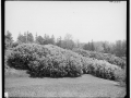 Lilacs in Highland Park 1